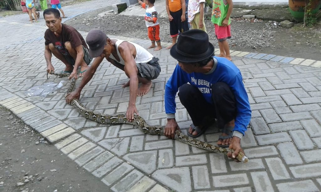 Ular Piton 3 Meter Gegerkan Warga Balongpanggang