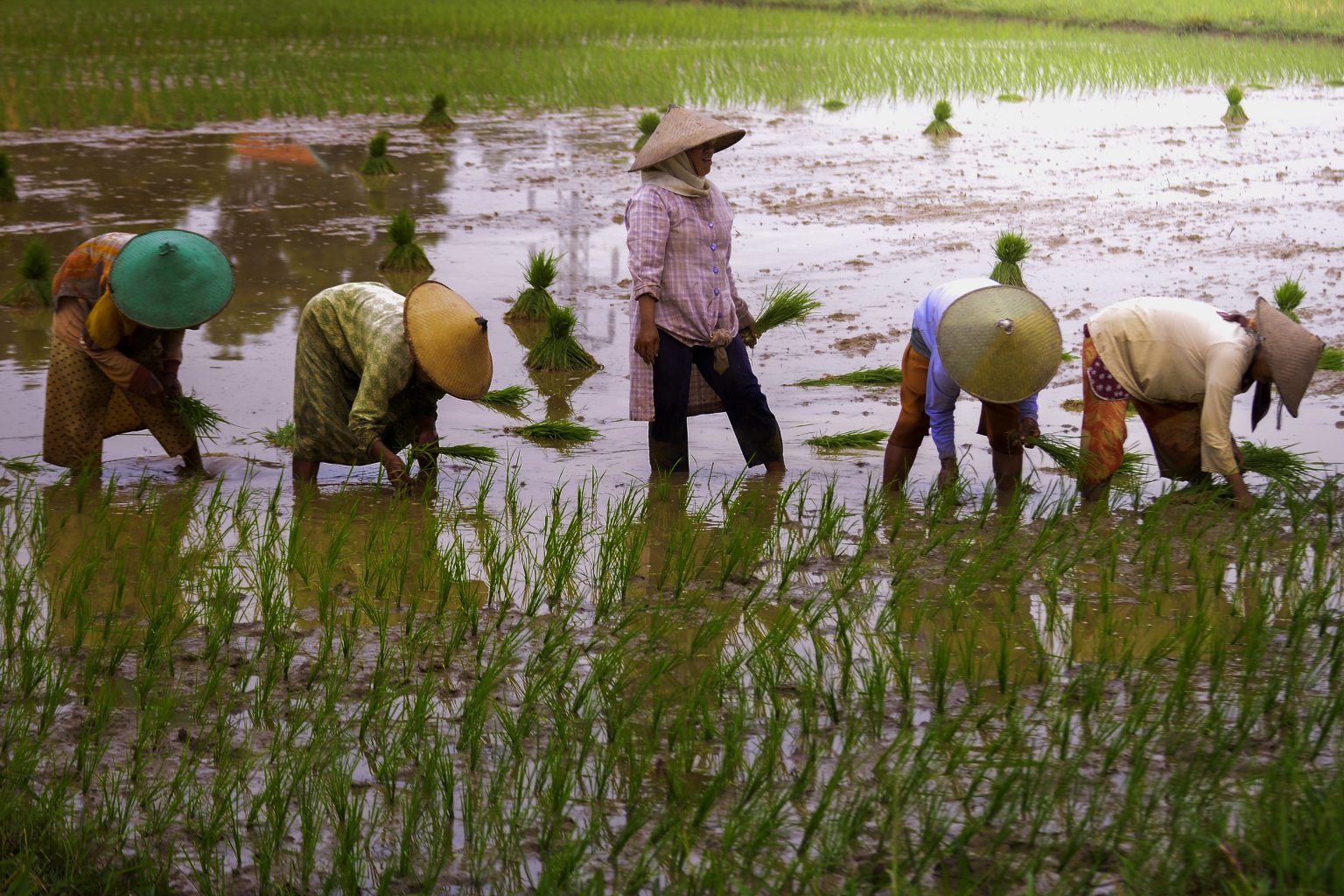 BPS Jatim : Produksi Padi Januari-April 2022 Capai 4,75 Juta Ton GKG