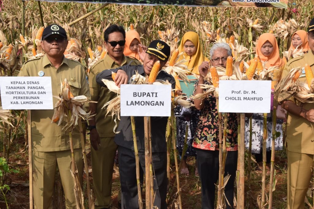 Lamongan Targetkan Produktivitas Jagung di Atas 10 Ton per Hektar