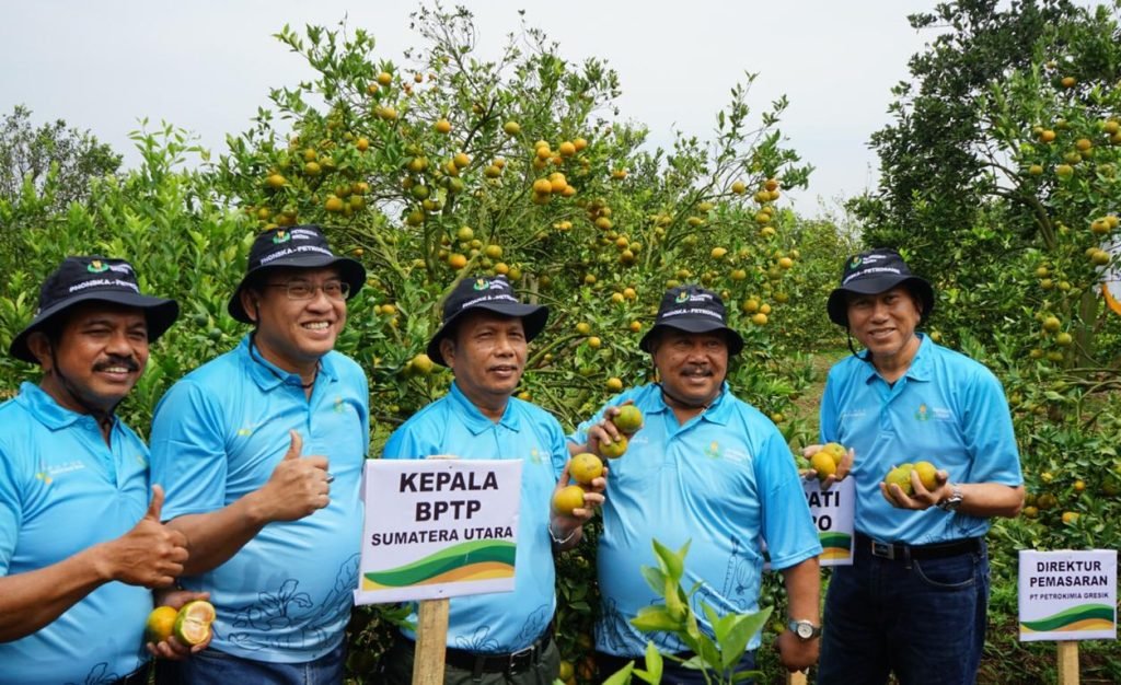 Inilah Alasan PG, Pilih Karo Kenalkan NPK Petro Nitrat