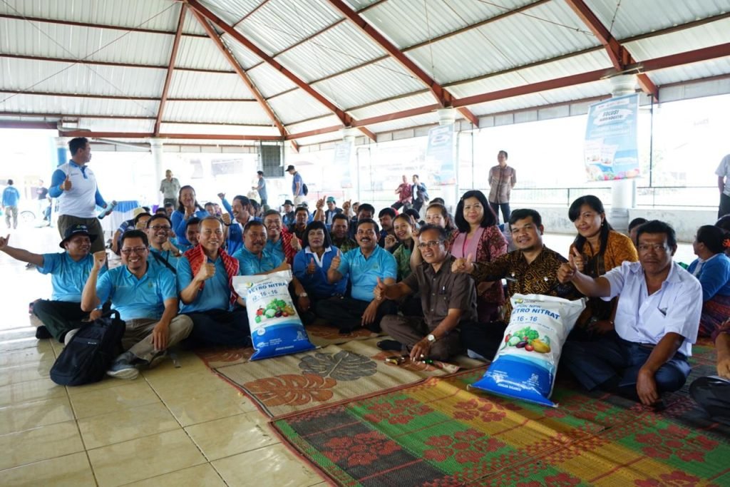 PG Sukses Panen Jeruk Berkat NPK Petro Nitrat di Kabupaten Karo