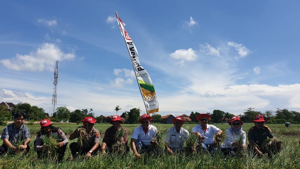Untuk Bawang Merah, Pupuk Rekomemdasi PG Bisa Panen 12 Ton
