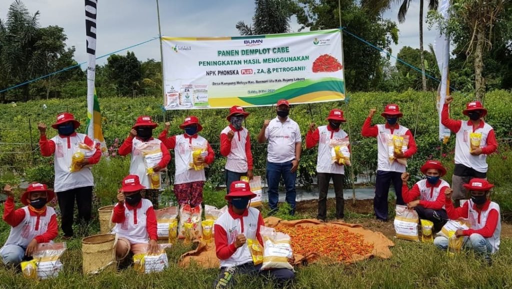 NPK Phonska Plus Dongkrak Hasil Panen Cabe Rawit 62,5 Persen