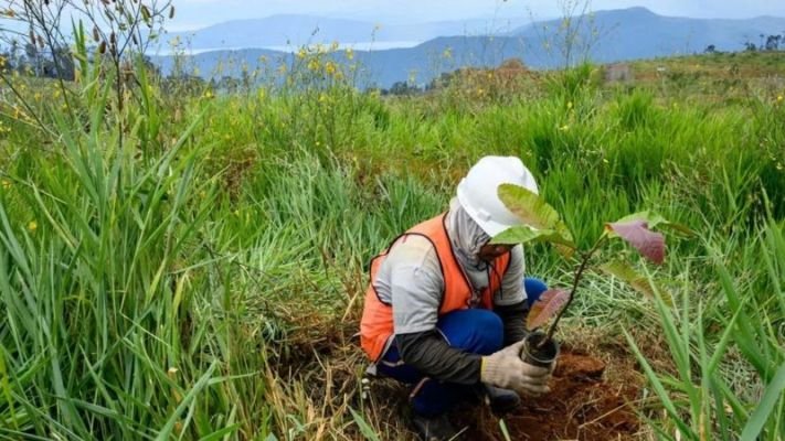 Suatu saat Kita Berkebun Nikel, Tak Perlu Menambangnya