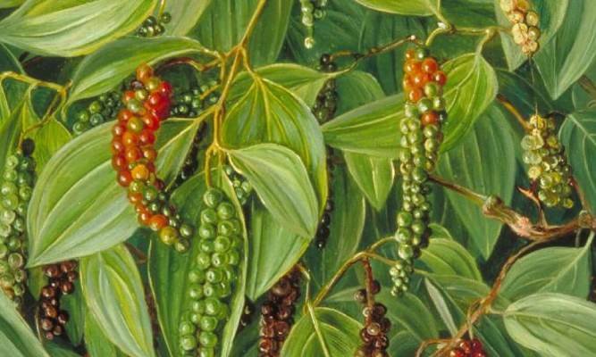 Merica, Rajanya Rempah-rempah Dunia Ada di Indonesia