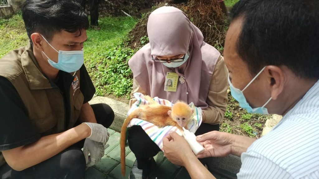 Posting Satwa Melalui Medsos, Tiga Pemuda Ditangkap Polisi