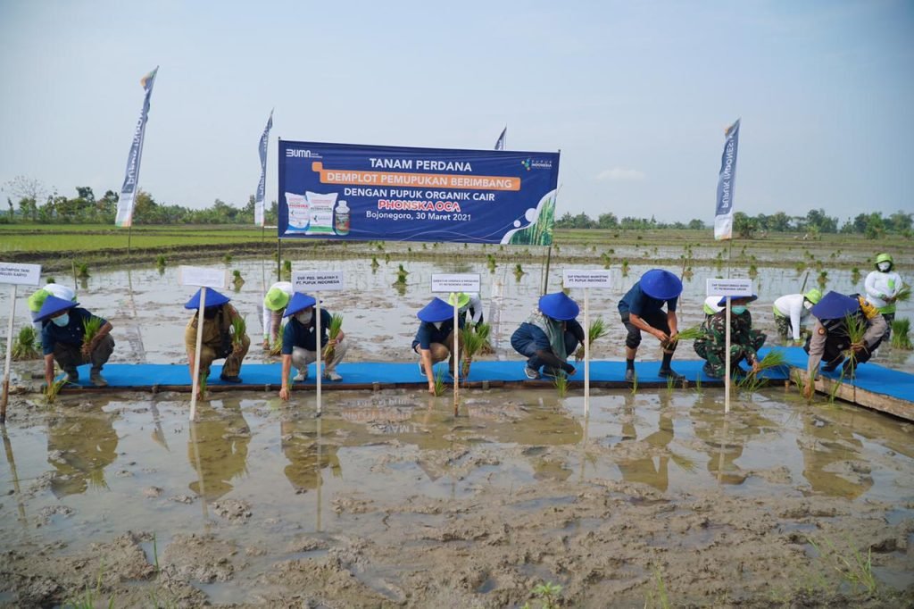 Petrokimia Gresik Jamin, Phonska Oca Cocok untuk Padi dan Tanaman Hortikultura