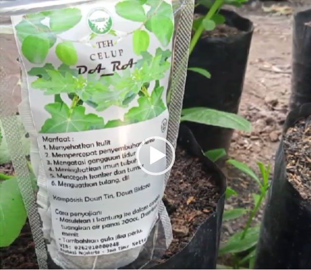 Hobi Cocok Tanam, Bisa Menghasilkan Rupiah