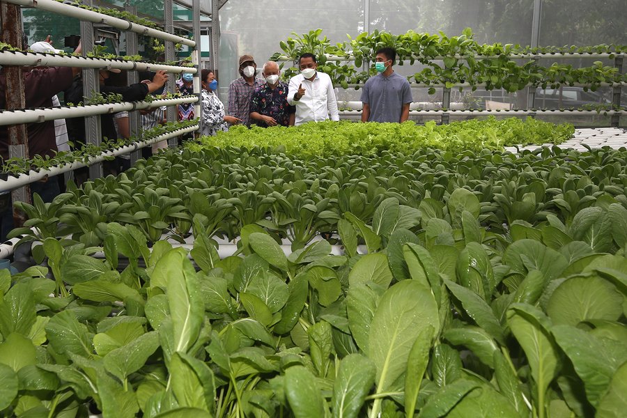 Tingkatkan Kualitas Produk Urban Farming, Pemkot Surabaya Kolaborasi dengan Perguruan Tinggi