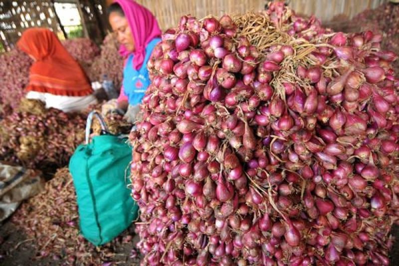Stok Cukup, Pemerintah Pastikan Tidak Impor Bawang Merah