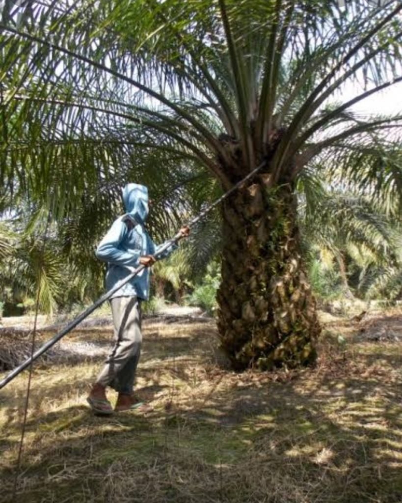 Harga TBS Petani Hancur, Kurs Rupiah Bisa Terpuruk