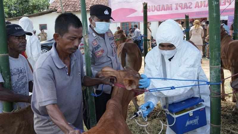 Cegah Meluasnya PMK di Sumenep, Tiga Ribu Vaksin PMK Sudah Disiapkan