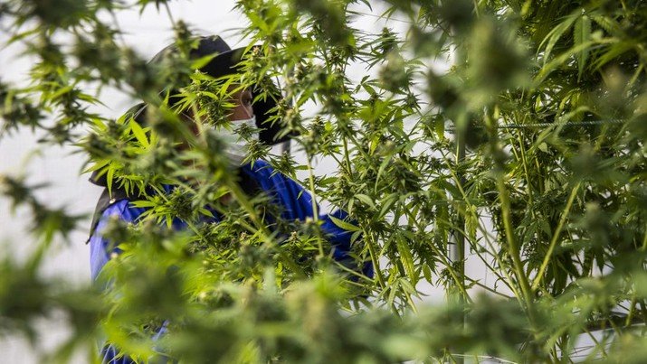 IDI Ikut Kaji Ganja Untuk Kebutuhan Medis