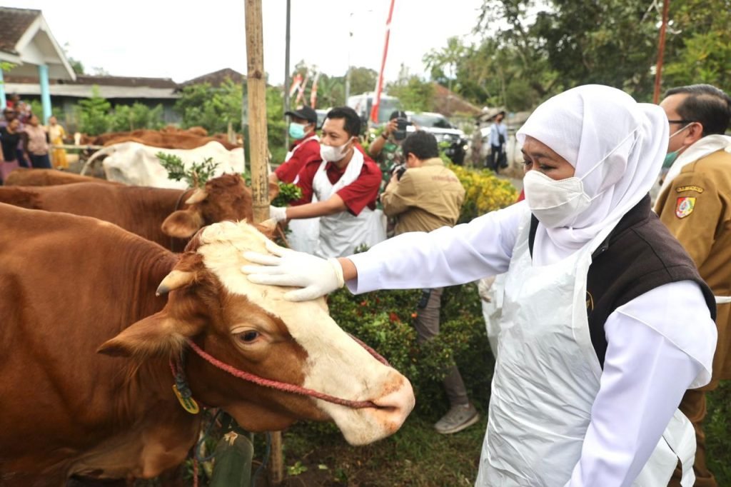 Gubernur Khofifah Tinjau Percepatan Revaksinasi PMK di Jember