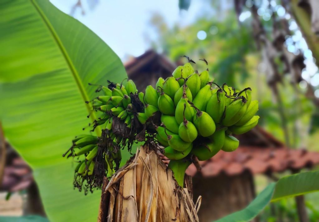 Kejadian Langka, Pohon Pisang Tumbuh Berbuah Setelah Ditebang Pohonnya