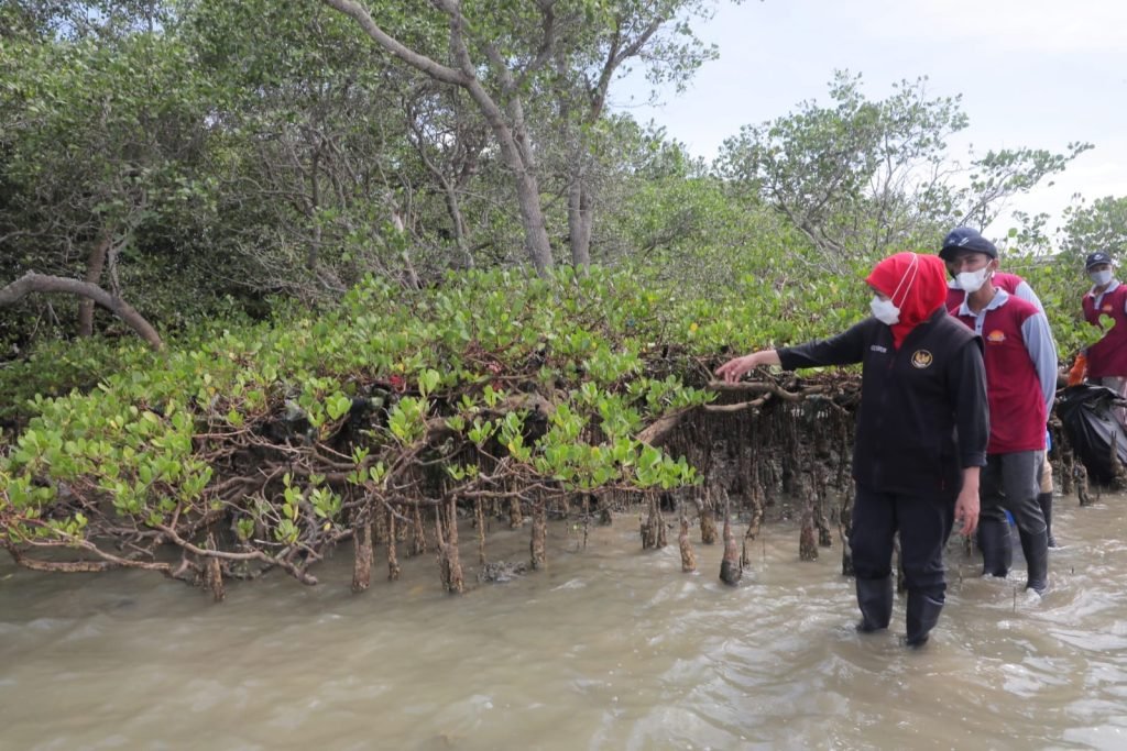 Jatim Terus Perluas Hutan Mangrove dengan Festival Mangrove