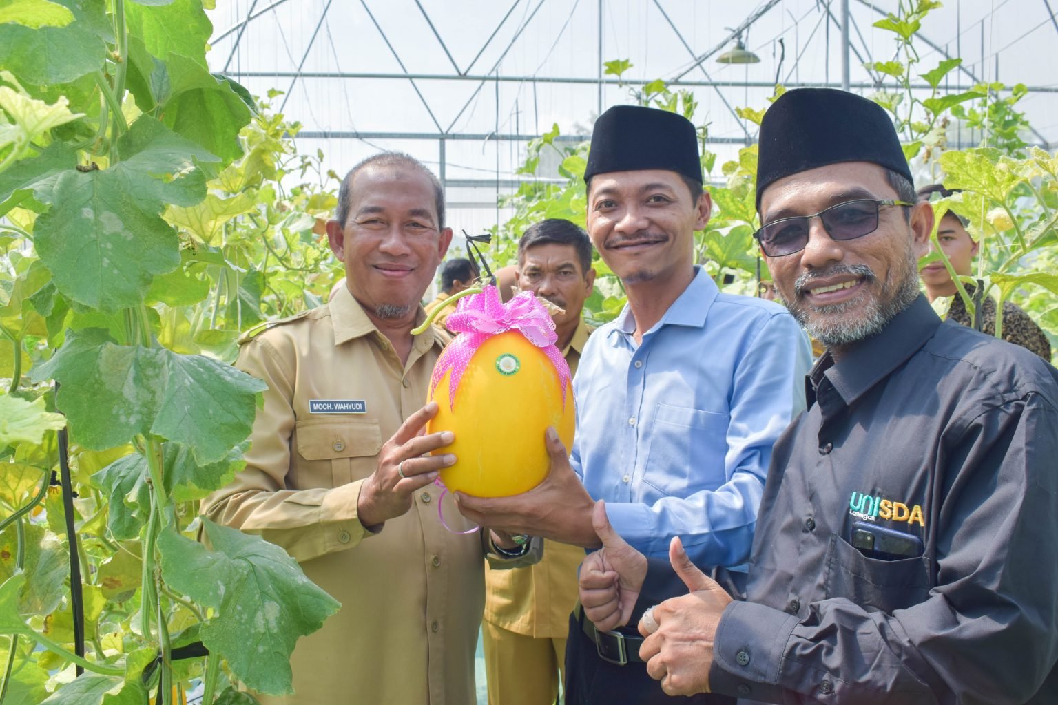 Sukses Kembangkan Teknologi Pertanian, Unisda Lamongan Panen Melon Varietas Golden Kinasih