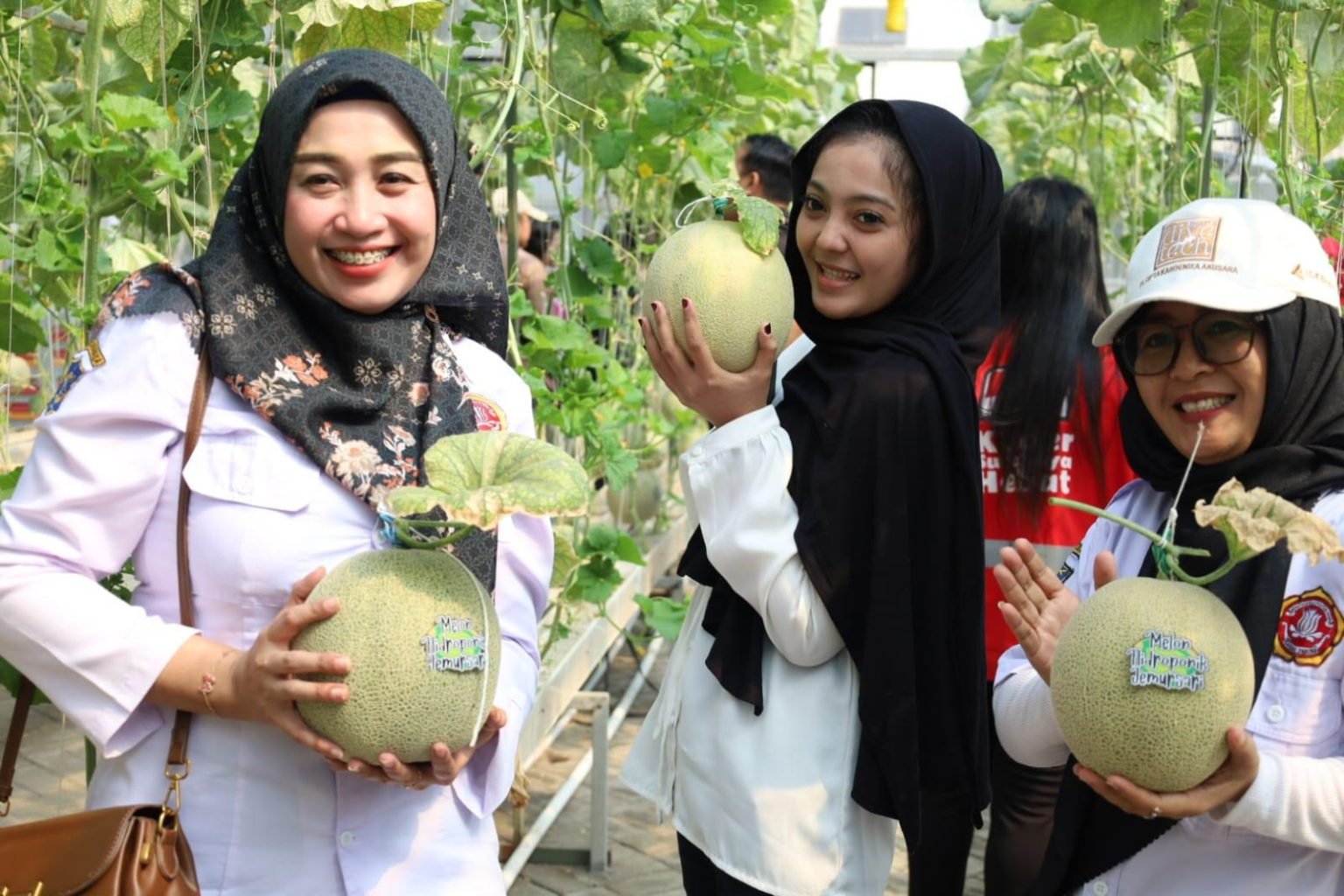 Urban Farming Melon di Lahan Fasum Kian Menjanjikan