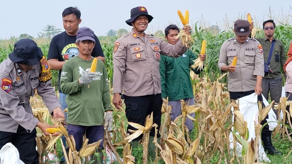 Kapolsek Balongbendo Tinjau Perkembangan Jagung untuk Wujudkan Ketahanan Pangan Nasional
