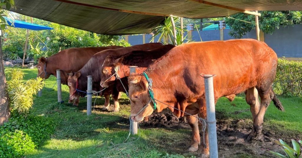 kurban Sapi 11 dan 42 Kambing, Abah Gik peduli Sesama