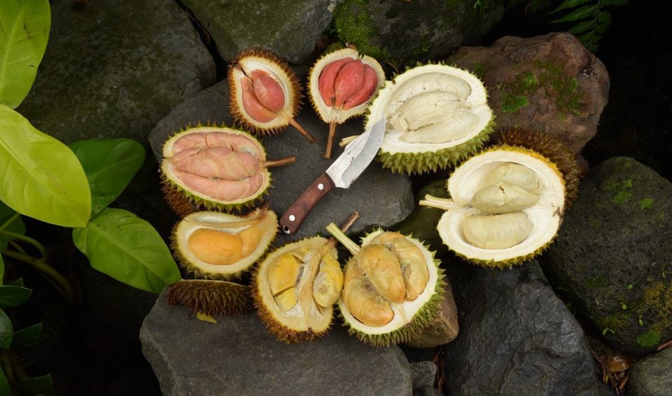 Durian Merah Songgon Jadi Ikon Banyuwangi, PLN Peduli Dorong Pasar dan Produksi