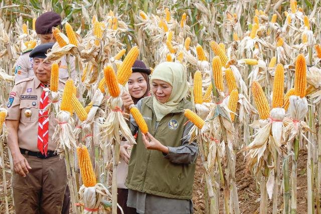 Panen Jagung di Banyuwangi Bukti Sinergi Kedaulatan Pangan