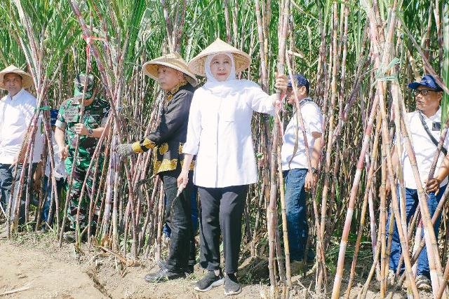 Khofifah Pimpin Panen dan Tanam Tebu Serentak