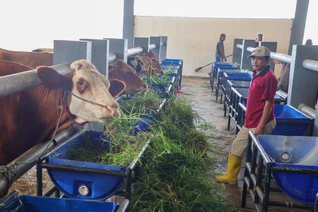 RPH Tambak Osowilangun Telah Beroperasi Masif