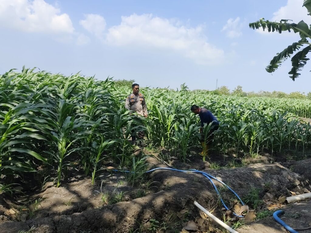 Polsek Krembung Rawat Lahan Jagung P2B di Desa Lemujut Dukung Ketahanan Pangan