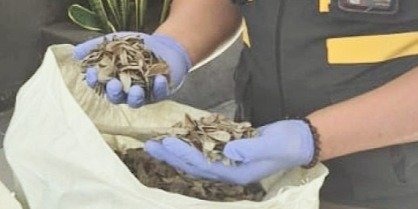 Cangkang Siput Laut dari Wagir Malang Tembus Pasar Arab Saudi