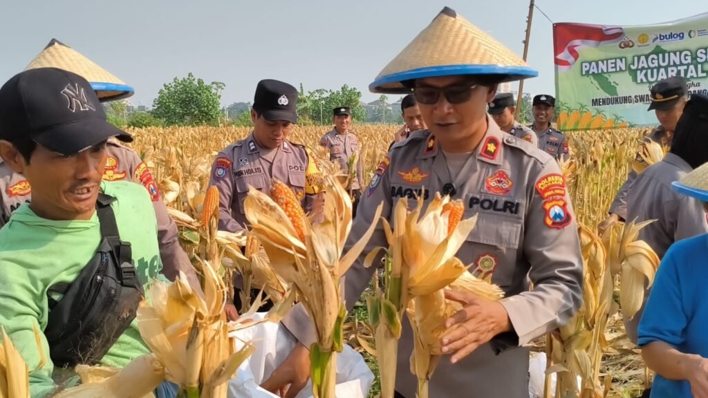 Panen 13 Ton Jagung, Polsek Taman Perkuat Sinergi dengan Petani