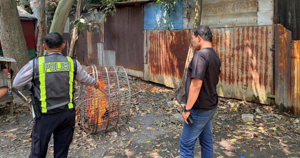Polsek Taman Tindaklanjuti Aduan Dugaan Judi Sabung Ayam di Sambibulu