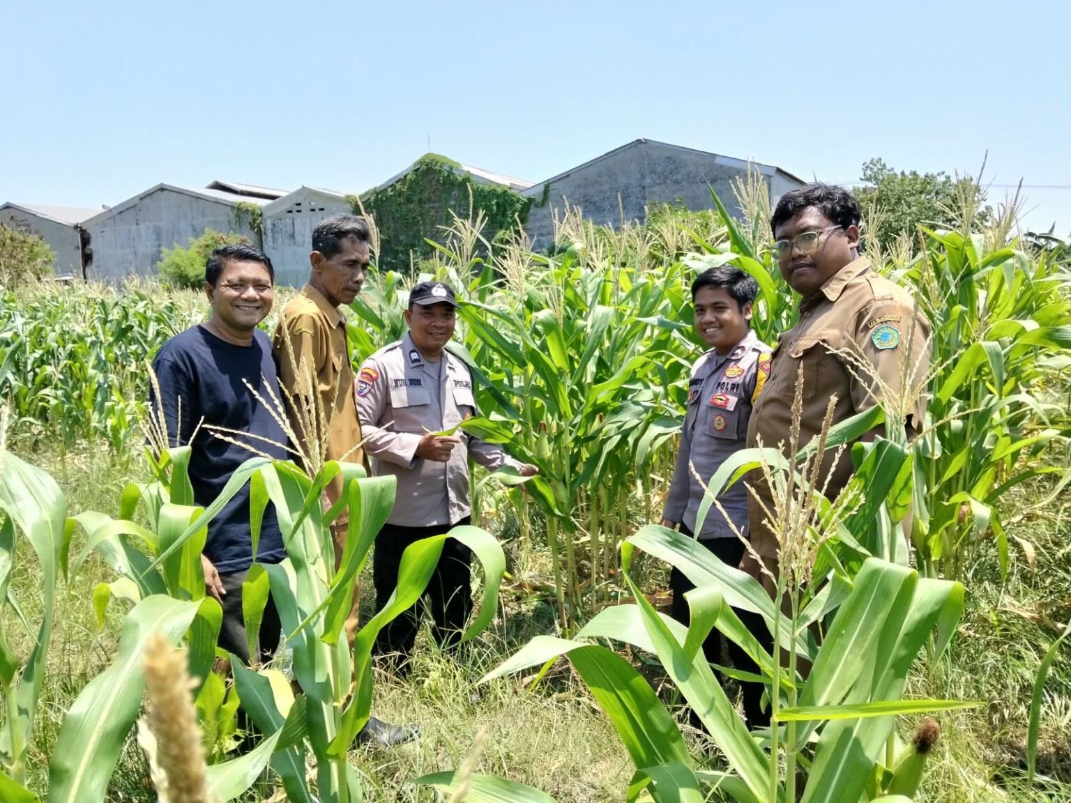 Polsek Sukodono Perkuat Ketahanan Pangan Lewat Pendampingan Petani Jagung