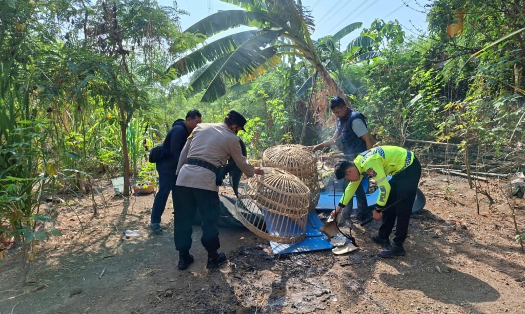 Polsek Waru Gerak Cepat Cek Dugaan Arena Sabung Ayam di Bungurasih Utara